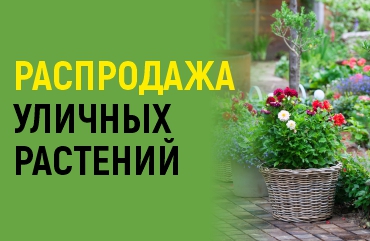 распродажа уличных растений