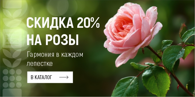 Розы -20%