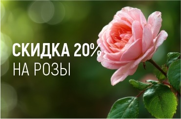 пора добавить в ваш сад королеву цветов!