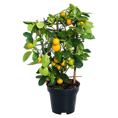 Цитрофортунелла Ориана на решетке D-12