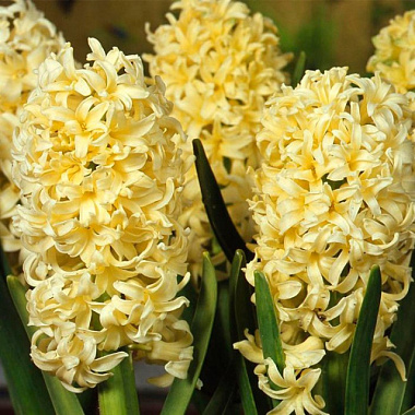 Луковица Гиацинт HBM Сити оф Харлэм 14/15 желтый 3шт Of000064973