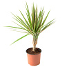 Драцена Маргината 1 ствол D12  232799/282503