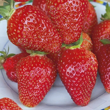 Земляника садовая Теа НФ633/Капер 3 шт 786991