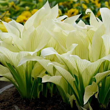 Хоста Уайт Фезэ 1, 1