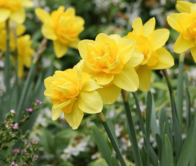 Нарцисс Махровый Йеллоу Чирфулнесс 10/12 2