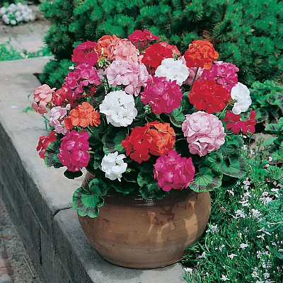 Пеларгония зональная микс комп D-12