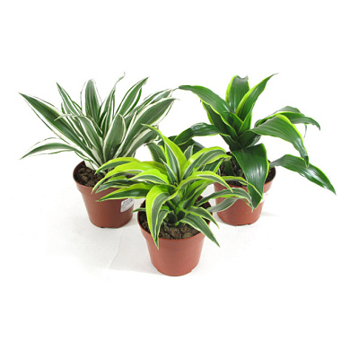 Драцена фрагранс Микс 1 ст D-12 00-00017829