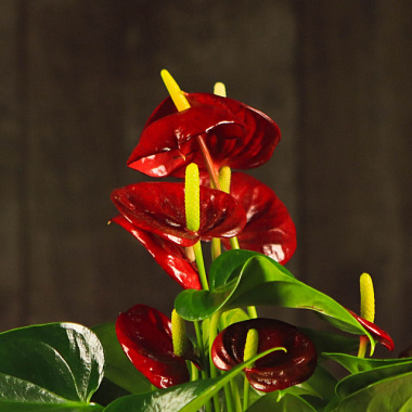 Антуриум андрианум Даймонд красный в упаковке кутюр в асс D-9