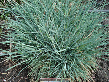 Келерия ЛФ Р9