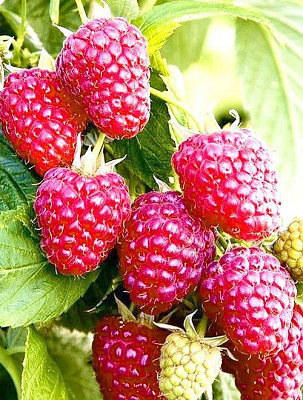 Малина Евразия 