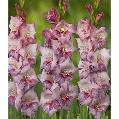 Гладиолус крупноцветковый Смоки 12/14 7