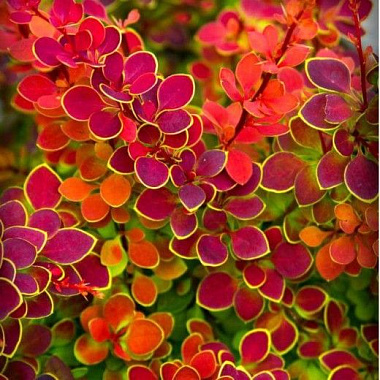 Барбарис Тунберга Оранж Санрайз D-9