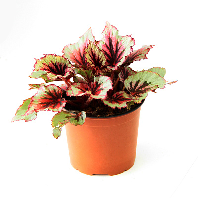 Бегония Рекс смесь D12 282497