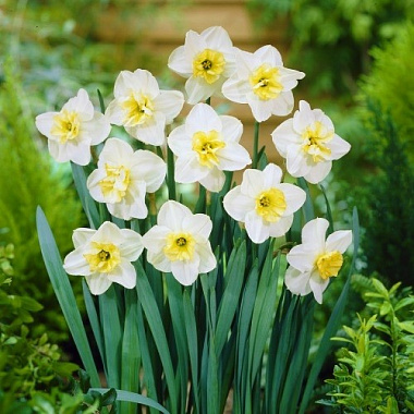 Нарцисс орхидный Папиллон Бланк 12/14 2