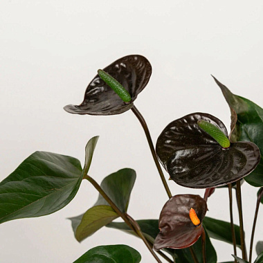 Антуриум андрианум Блэк Лав D-12