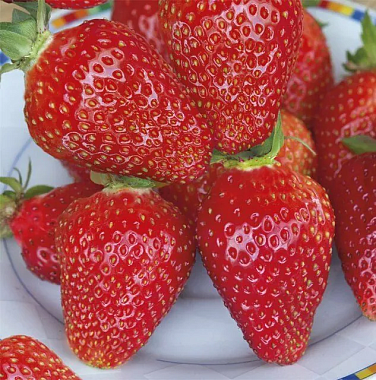 Земляника садовая Теа НФ633/Капер 3 шт 786991