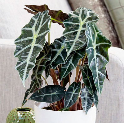 Алоказия D-12 654515