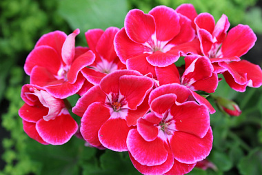 Пеларгония зональная серия Кастелло d12 Tim