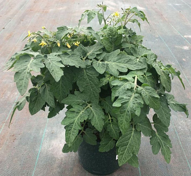 Томат Балконная серия D18