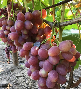 Виноград сорт Подарок Никополю