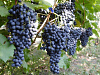 Виноград сорт Красень