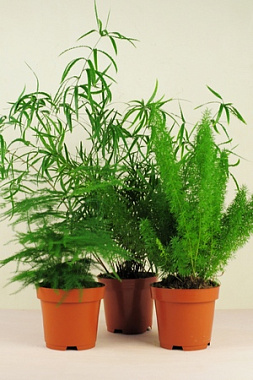 Аспарагус смесь D12  411088