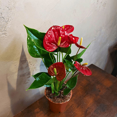 Антуриум андрианум Алоха красный D-12