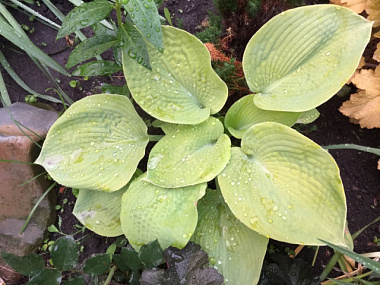 Хоста гибридная Голден Медальон/К 744257