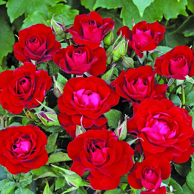 Роза флорибунда Ред Эмпаер