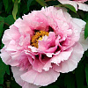Пион древовидный Розовая Река