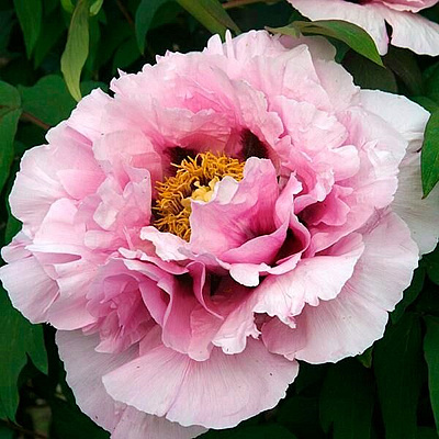 Пион древовидный Розовая Река