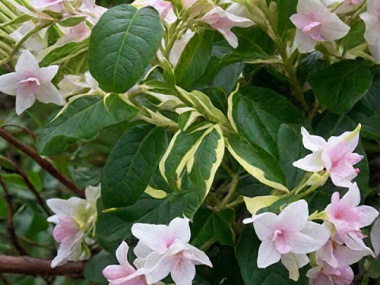 Вейгела цветущая Карикатура v2 Lav