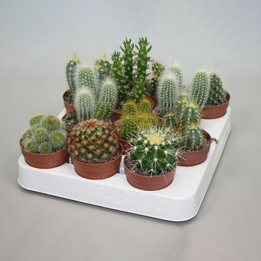 Кактус Микс D-9 H-15