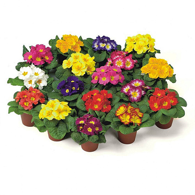 Примула акаулис Микс наб D-10