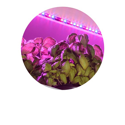 Светодиодная лента для растений Эра FITO-Strip Light-RB-2m красно-синего спектра 2 м IP65 Б0057282