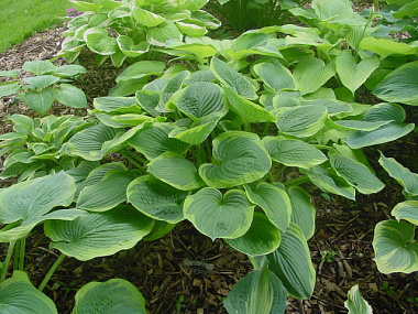 Хоста гибридная Абиква Мунбим 661944/744110