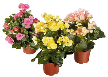 Бегония клубневая D12 195209