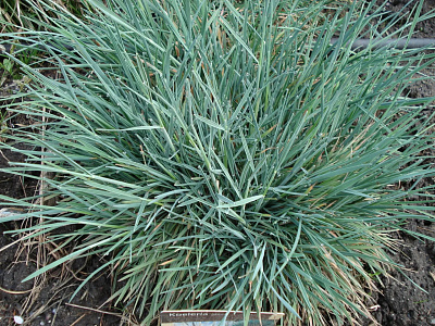 Келерия ЛФ Р9