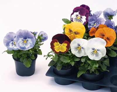 Виола микс D10 416731