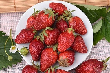 Земляника садовая Надежда/Капер 3 шт 727804