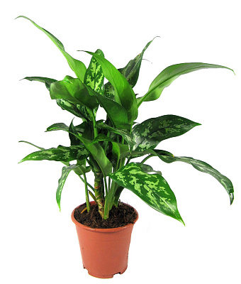 Аглаонема Мария D-12