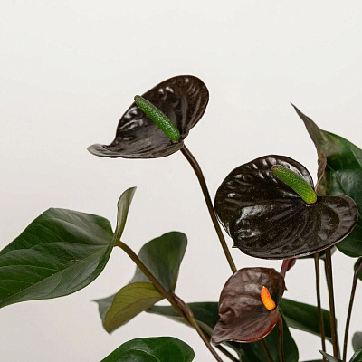 Антуриум андрианум Блэк Лав D-12