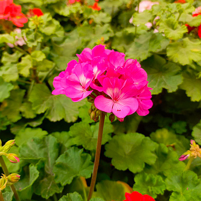 Пеларгония зональная МосАгро D15 H25 21235