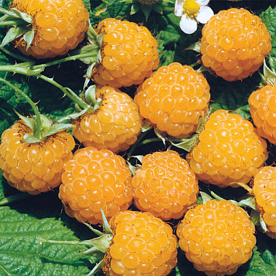 Малина Садовая Желтый Гигант