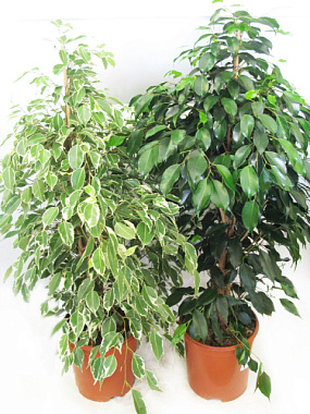 Фикус Бенджамина смесь D9 700793