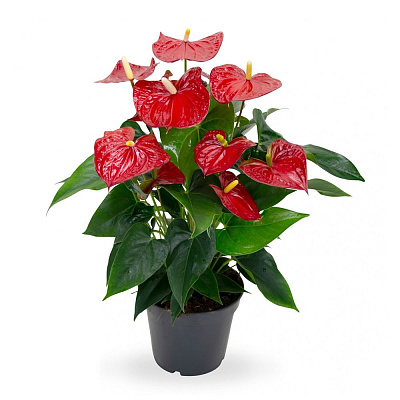 Антуриум андрианум микс роял пал D-17 H-60