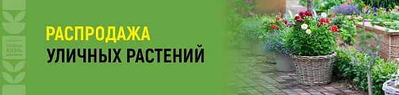 распродажа уличных растений