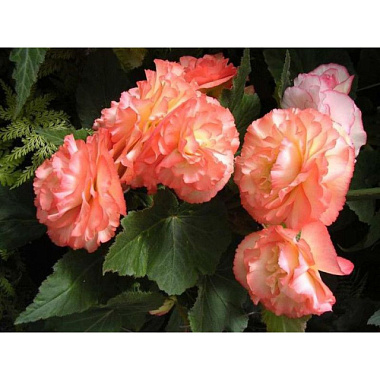 Бегония Вумми Апфельблют 4-5/К 2 шт