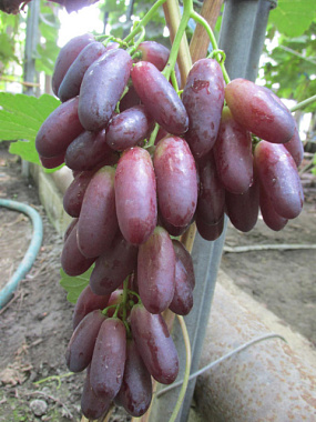 Виноград сорт Журавленок (Калугин)