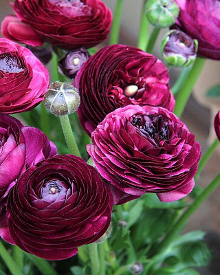 Лютик азиатский Пепл 7/8 10 шт 839639